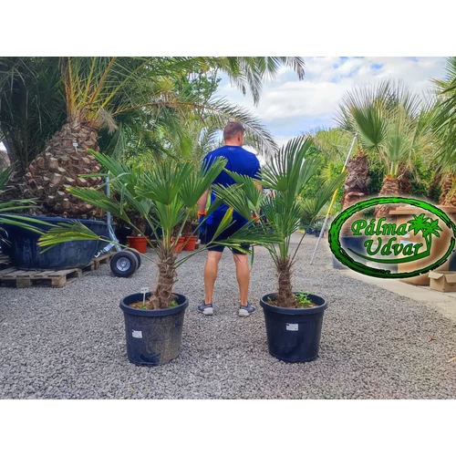 Trachycarpus wagnerianus - Japán kenderpálma törzs 30-40cm
