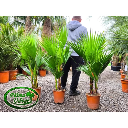 Washingtonia Robusta csoport 100-110cm teljes magasság