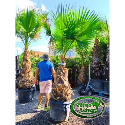 Washingtonia Robusta 100-110cm törzs