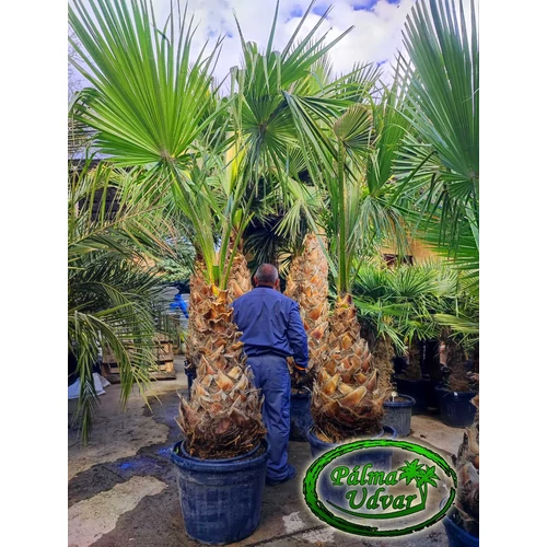 Washingtonia Robusta 100-110cm törzs