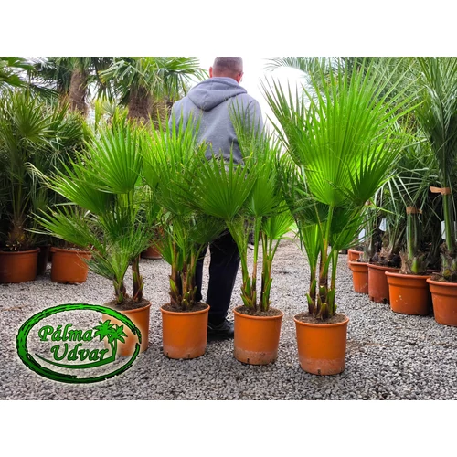 Washingtonia Robusta csoport 120-130cm teljes magasság