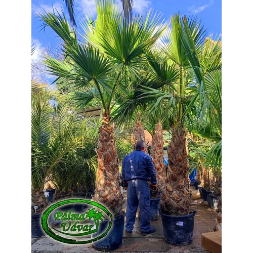 Washingtonia Robusta 120-140cm törzs