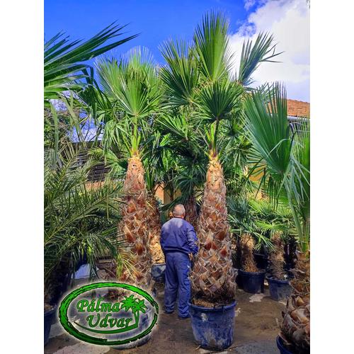 Washingtonia Robusta 180-200cm törzs