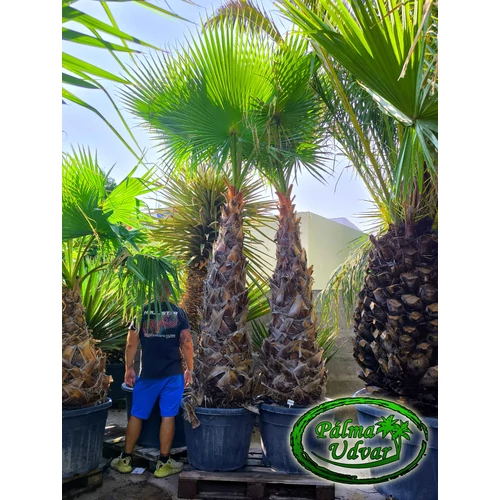 Washingtonia Robusta 180-200cm törzs