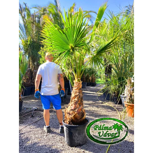 Washingtonia Robusta 60-70cm törzs