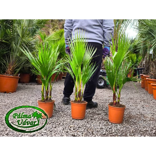 Washingtonia Robusta csoport 80-90cm teljes magasság