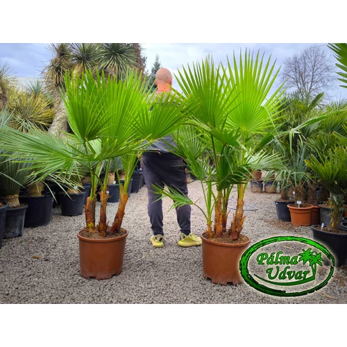 Washingtonia Robusta EXTRA csoport 160-180cm teljes magasság