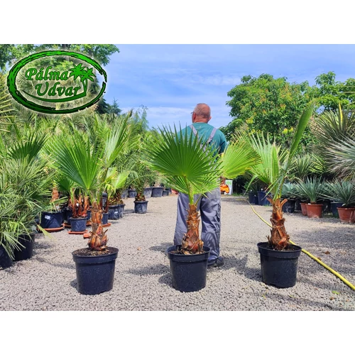 Washingtonia Robusta 120-140cm teljes méret