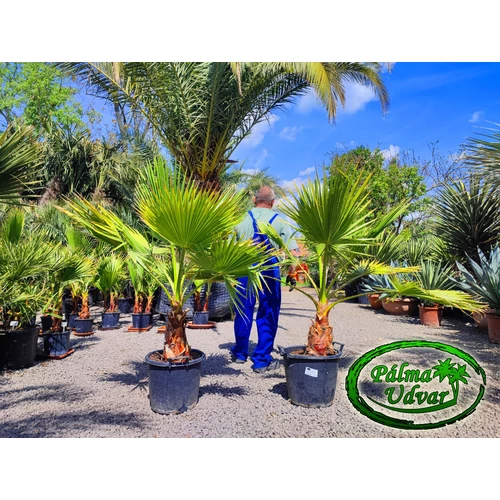Washingtonia Robusta 30-40cm törzs