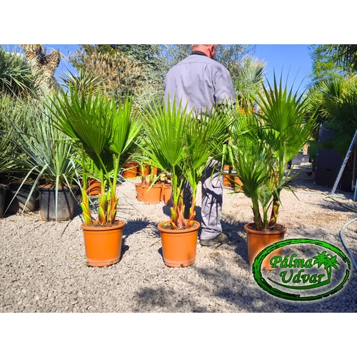 Washingtonia Robusta csoport 110-120cm teljes magasság