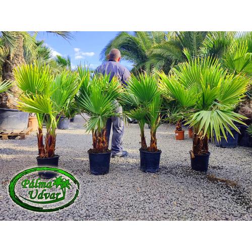 Washingtonia Robusta csoport