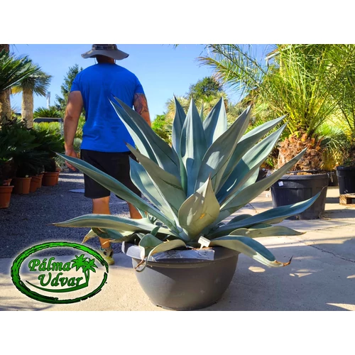 Agave Weberi Óriás