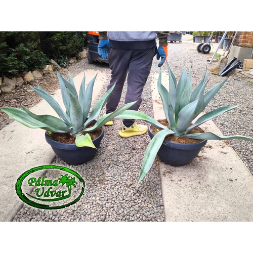 Agave Weberi 70cm Ø