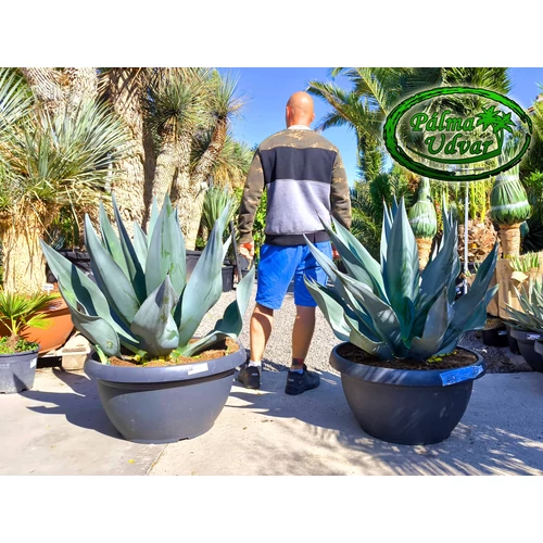 Agave Weberi Óriás