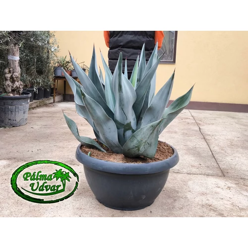 Agave Weberi