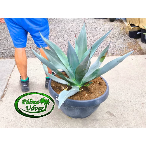 Agave Weberi 90cm Ø