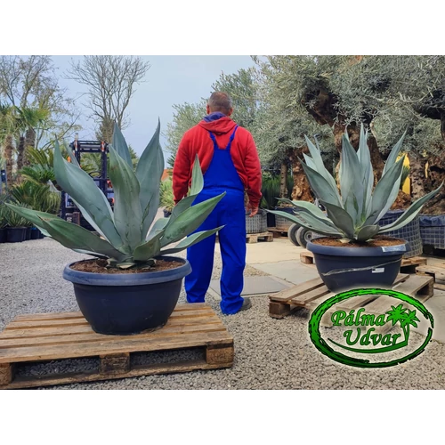 Agave Weberi Óriás