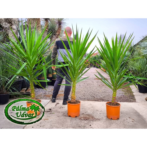 Yucca Elephantipes 150-160cm teljes magasság
