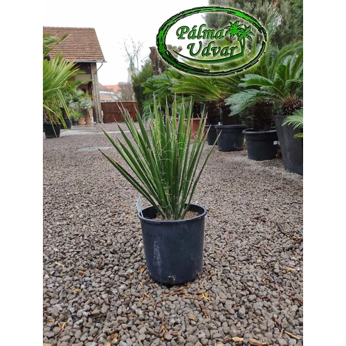Yucca Filifera 10 liter