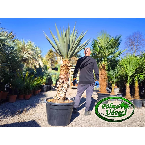 Yucca Madrensis törzs 90-100cm