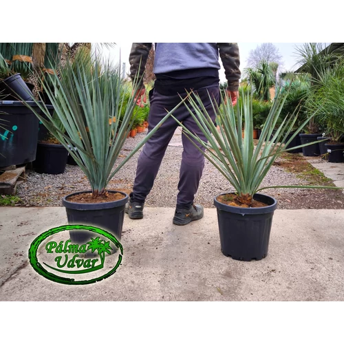 Yucca Schotti 11L