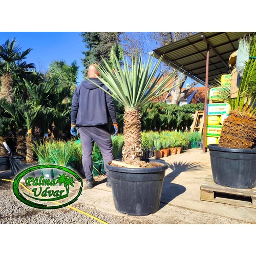 Yucca Schotti 70cm törzsmagasság