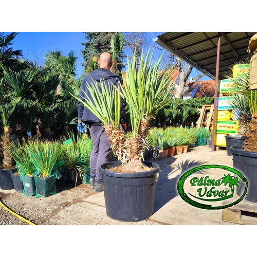 Yucca Schotti MULTI