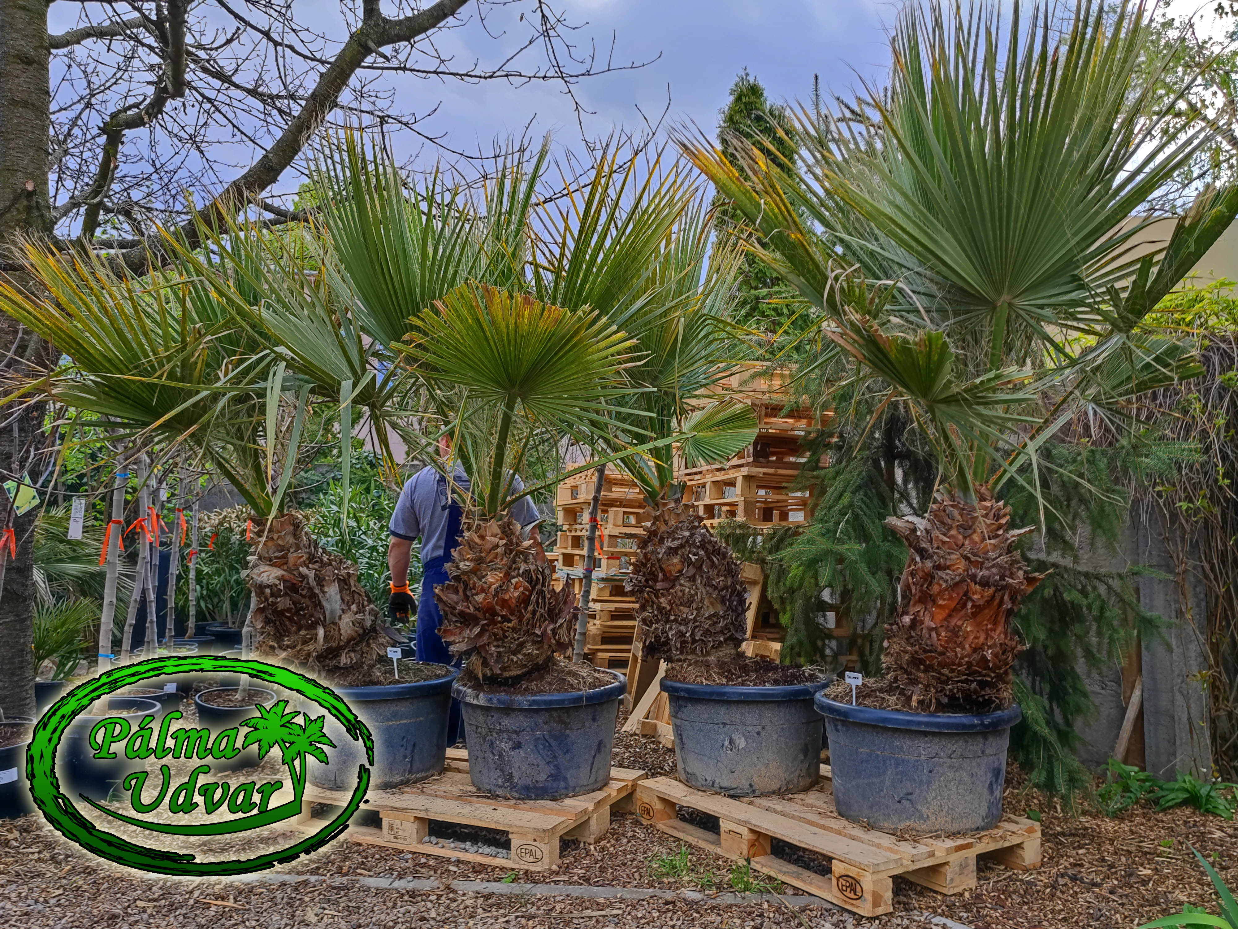 Washingtonia Filifera 70-80cm magasság - Pálma Udvar