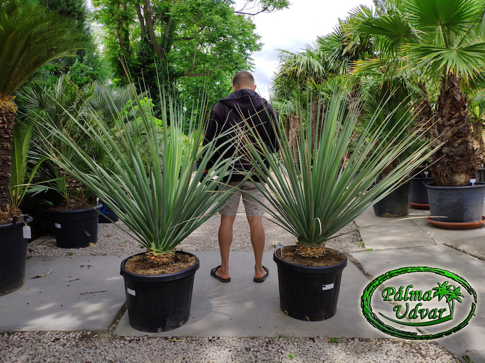 Nolina Nelsonii 150cm Pálma Udvar