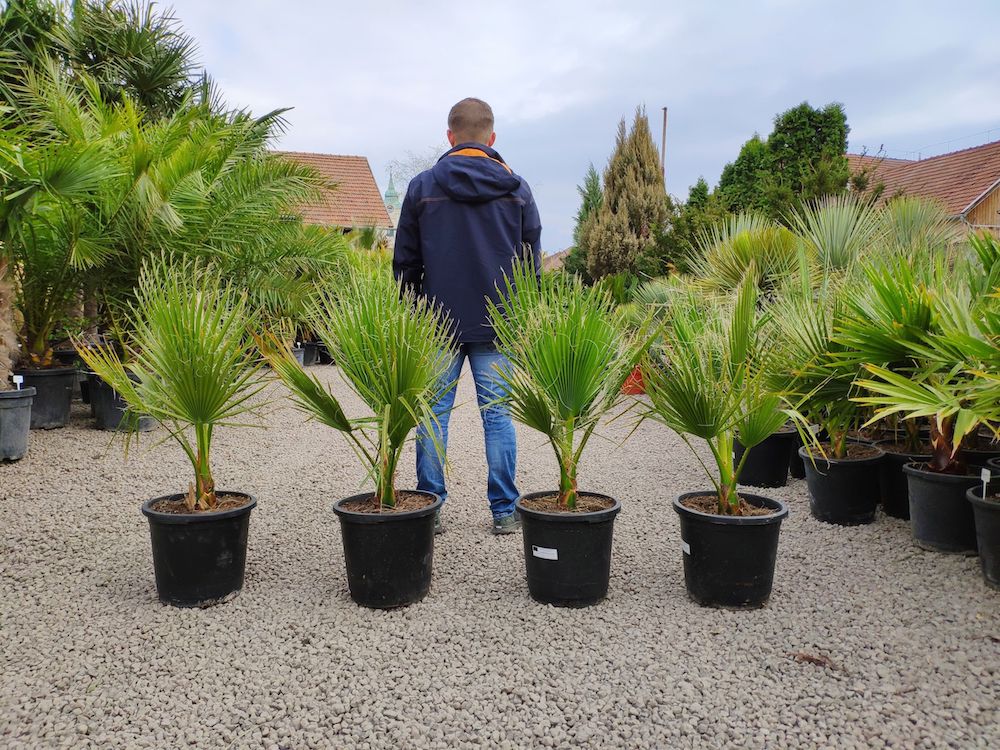 Washingtonia Filifera - Palma Californiana (Vaso 18 Cm) – Vivai Mola Della Badia - Foto 9